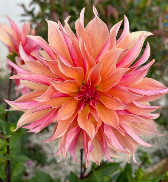 Dahlia &