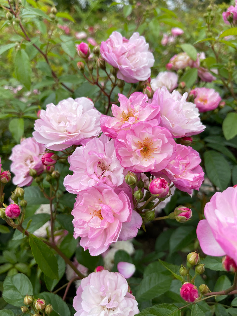 Lavender Siluetta (Patio Rambling Rose Bare Root x 1 ) *PREORDER*