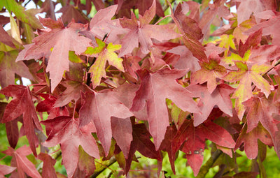 Liquidambar sty Worplesdon Tree The Rose Press Garden