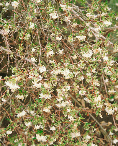 Lonicera fragrantissima – Winter Honeysuckle (3L Plant) The Rose Press Garden