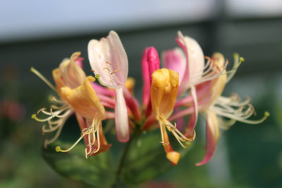 Lonicera periclymenum ‘Belgica’ – Early Dutch Honeysuckle (3L Plant) The Rose Press Garden