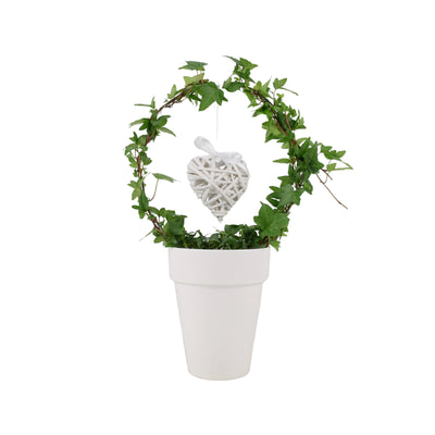 Love Hedera (Ivy) Hoop in White 12cm Pot – Evergreen Ivy Plant Gift The Rose Press Garden