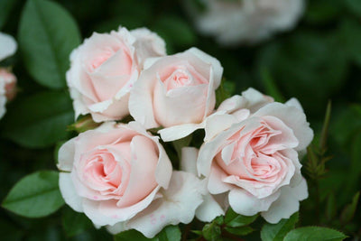Nicole's Cherry Garden Bare Root Rose Collection (4 x Rose Bare Roots)