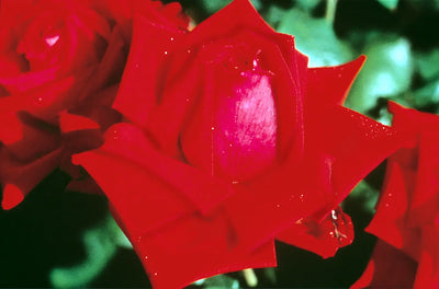 Loving Memory Rose 5.5L – Crimson-Scarlet Blooms Fragrant Garden Rose The Rose Press Garden