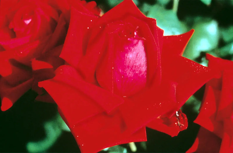 Loving Memory Rose 5.5L – Crimson-Scarlet Blooms Fragrant Garden Rose The Rose Press Garden