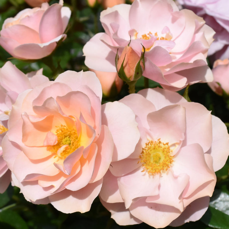 Loyal Companion – Floribunda Rose (Bare Root, Pre-Order) The Rose Press Garden