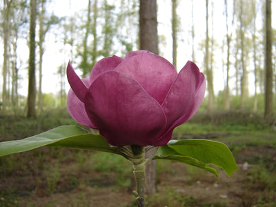 Magnolia Black Tulip® Tree (Dark Purple) The Rose Press Garden