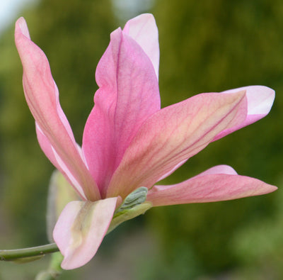 Magnolia Daybreak Tree (Rose Pink) The Rose Press Garden