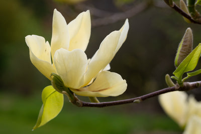 Magnolia Elizabeth Tree (Yellow) The Rose Press Garden