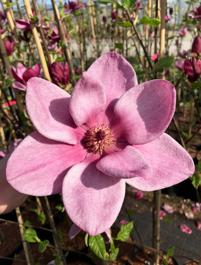 Magnolia Genie Tree (Deep Red) The Rose Press Garden