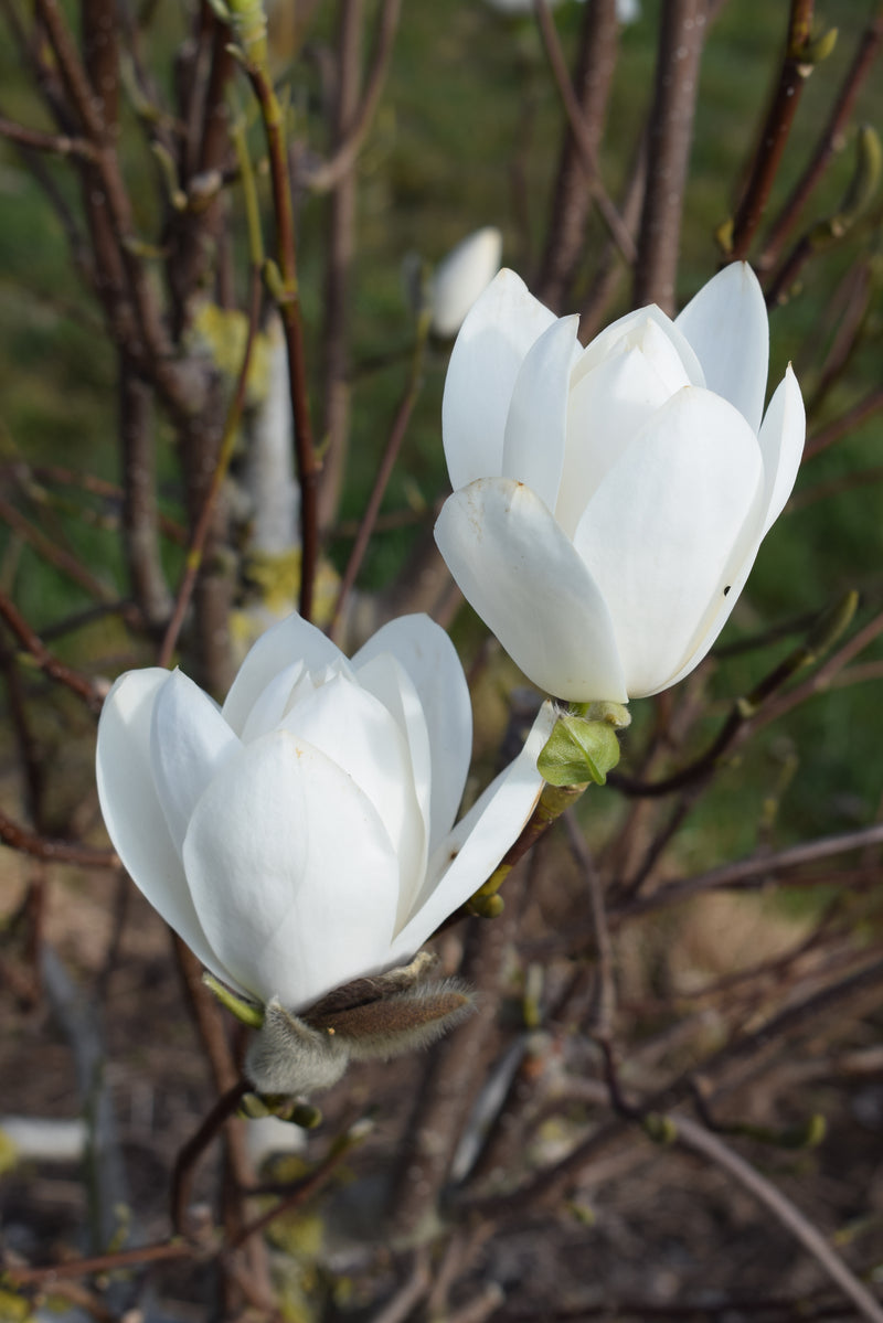Magnolia Joli Pompom (12l container)