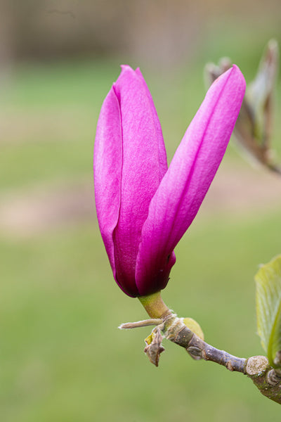 Magnolia Livingstone Tree (Dark Purple) The Rose Press Garden