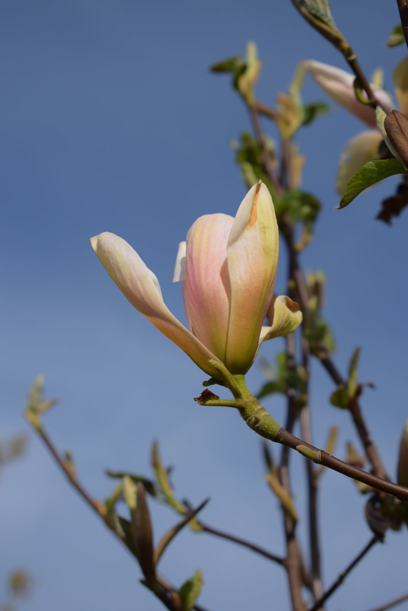 Magnolia Peachy (12l container)
