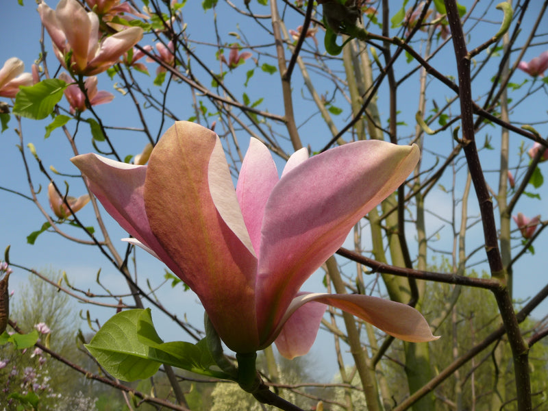 Magnolia Peachy (12l container)