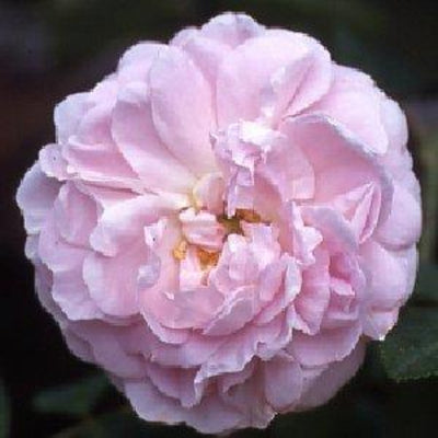 Maiden’s Blush – Alba Rose (Bare Root, Pre-Order) The Rose Press Garden