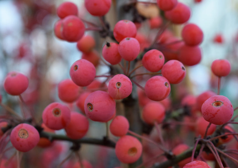 Malus Admiration Tree (Adirondack) The Rose Press Garden