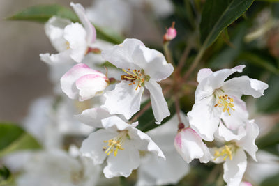 Malus Admiration Tree (Adirondack) The Rose Press Garden
