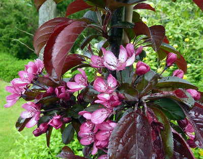 Malus Aros® Tree The Rose Press Garden