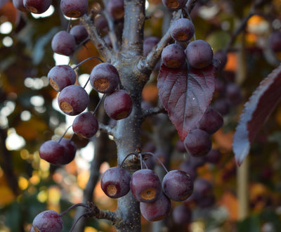 Malus Aros® Tree The Rose Press Garden