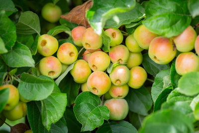 Malus Butterball Tree The Rose Press Garden