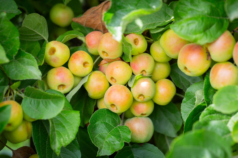 Malus Butterball Tree The Rose Press Garden
