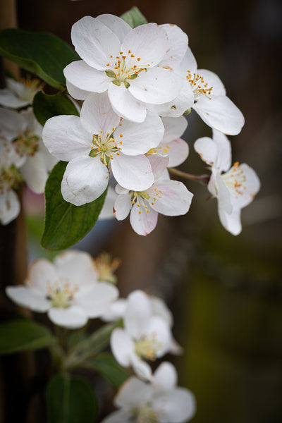 Malus Butterball Tree The Rose Press Garden