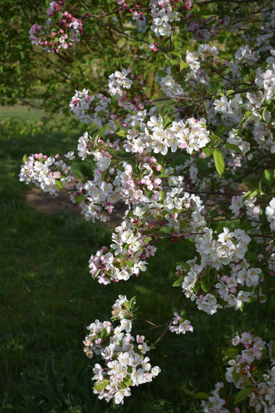 Malus Evereste Tree The Rose Press Garden