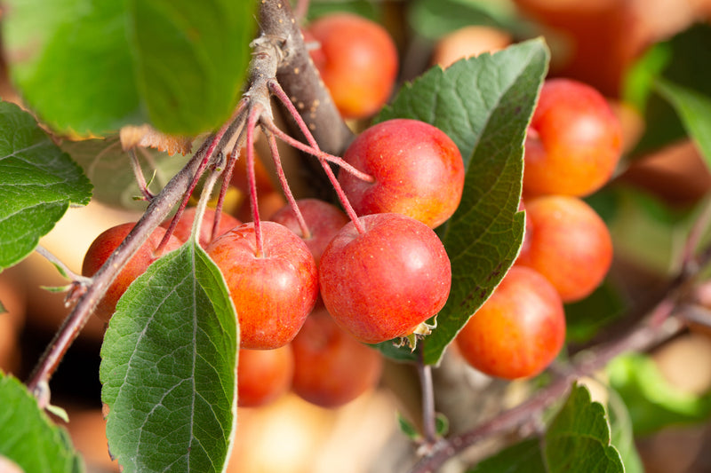 Malus Evereste Tree The Rose Press Garden