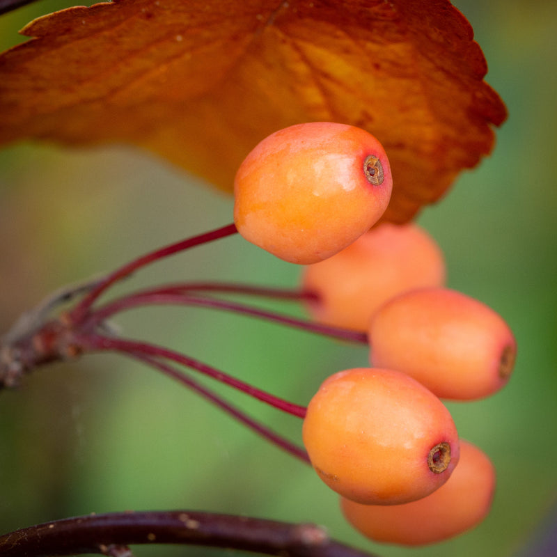 Malus Indian Magic Tree The Rose Press Garden