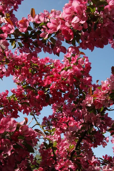 Malus Indian Magic Tree The Rose Press Garden