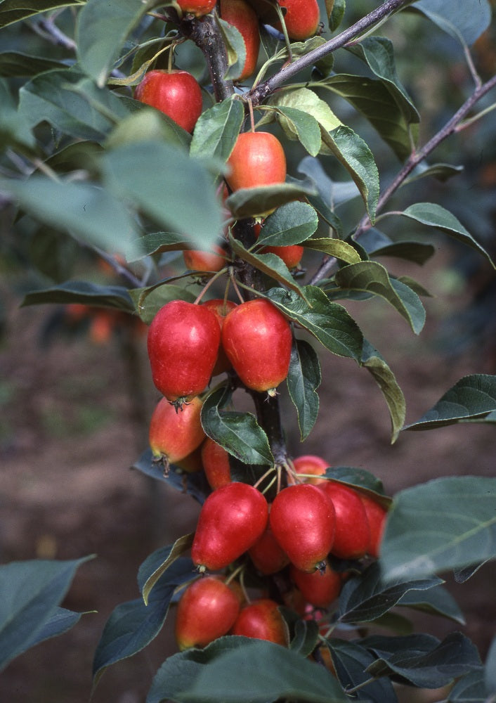 Malus John Downie Tree The Rose Press Garden