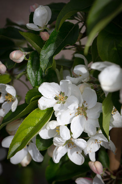Malus John Downie Tree The Rose Press Garden