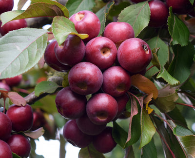 Malus Laura® Tree The Rose Press Garden