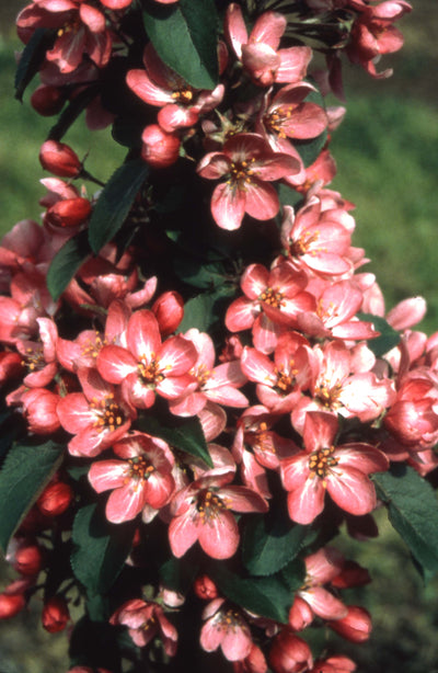 Malus Laura® Tree The Rose Press Garden