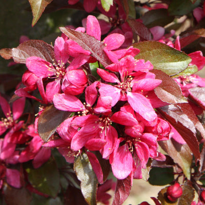 Malus x moe Profusion Improved Tree The Rose Press Garden