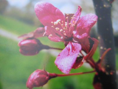 Malus Scarlett® Tree The Rose Press Garden