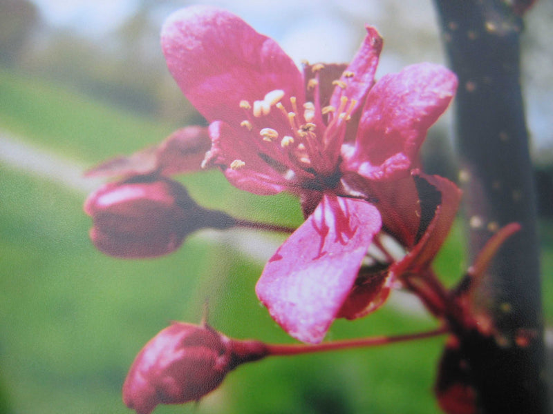 Malus Scarlett® Tree The Rose Press Garden