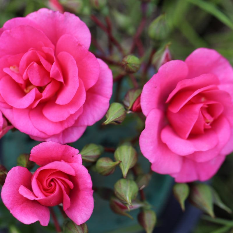 Medley Pink – Floribunda Rose (Bare Root, Pre-Order) The Rose Press Garden