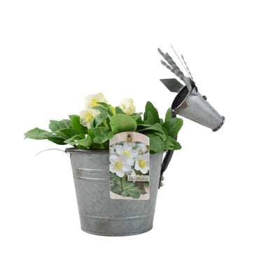 Metal Reindeer with Hellebore Plant – Elegant Christmas Decoration & Gift The Rose Press Garden