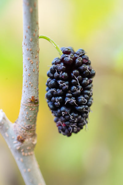 Mulberry (Morus) Mojo Berry® Tree (Japanese) The Rose Press Garden