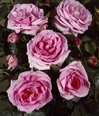 Mum in a Million Rose Bush – Fragrant Pink Shrub Rose in Pot The Rose Press Garden