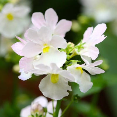 Nemesia 'wisely vanilla' (9cm Pot bundles in 3's and 6's)