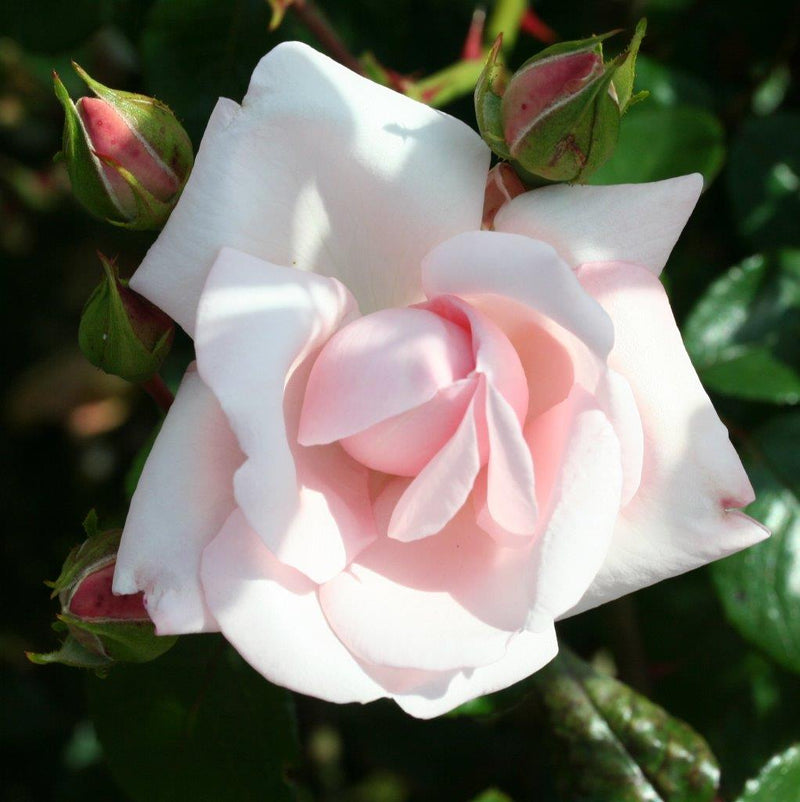 New Dawn (Traditional Climbing Rose x 1 Bare Root) *PREORDER*