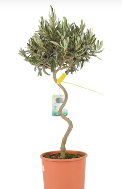 Spiral Olive Tree