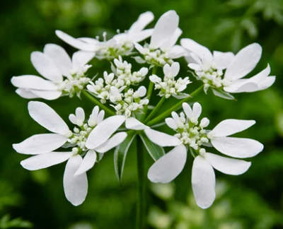 Orlaya grandiflora