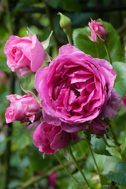 Climbing Rose &