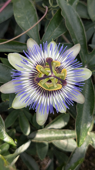 Passiflora caerulea – Blue Passion Flower (3L Plant) The Rose Press Garden