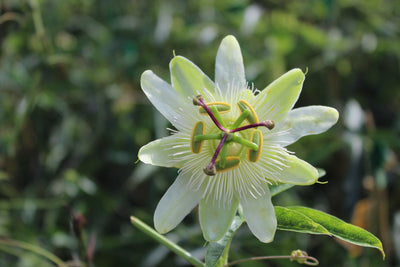 Passiflora ‘Constance Elliott’ – White Passion Flower (3L Plant) The Rose Press Garden