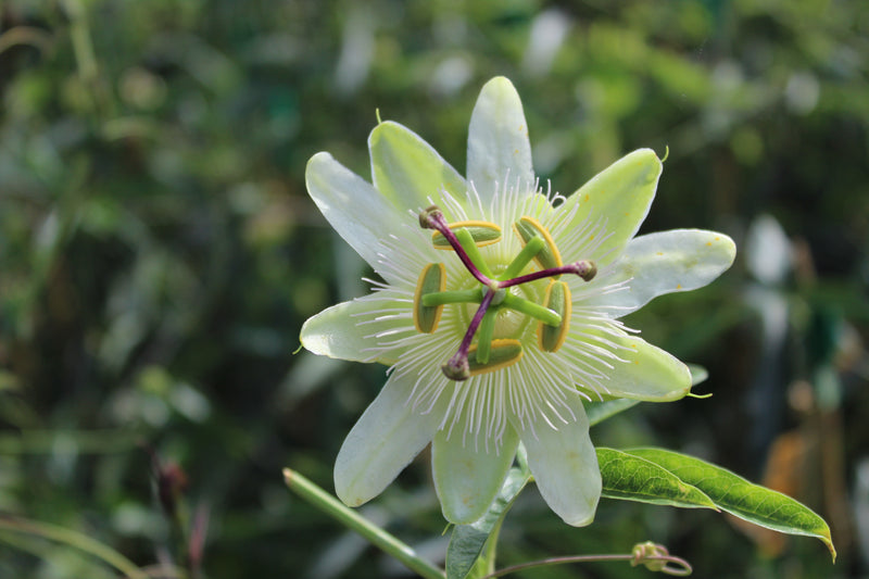 Passiflora ‘Constance Elliott’ – White Passion Flower (3L Plant) The Rose Press Garden