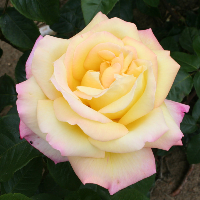 Peace – Hybrid Tea Rose (Bare Root, Pre-Order) The Rose Press Garden